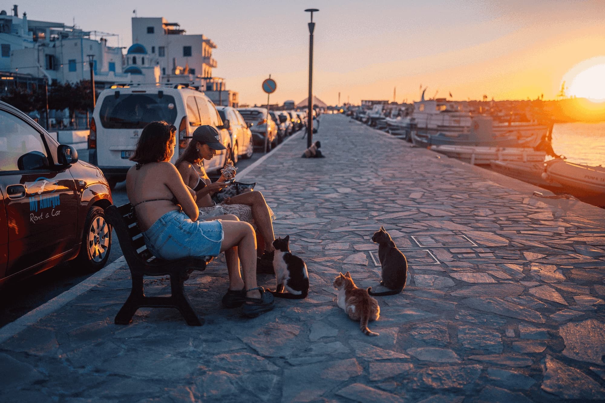 Two women on a harbour bench at sunset, three cats waiting at their feet